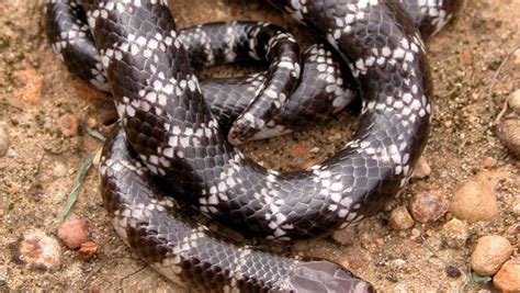 Spring brings out Australia's snakes | Daily Liberal | Dubbo, NSW