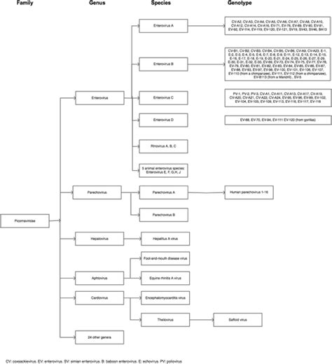 Classification of the virus family Picornaviridae. The most important ...