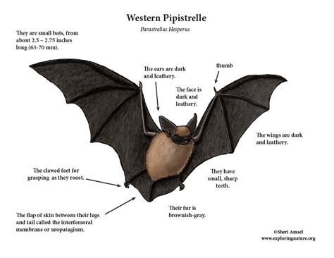 Bat (Western Pipistrelle) or Canyon Bat