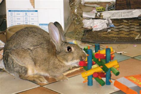 Pet Toys: Pet Toys Rabbit