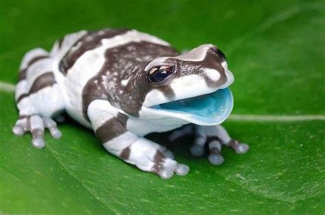 Amazon Milk Frog Facts and Pictures