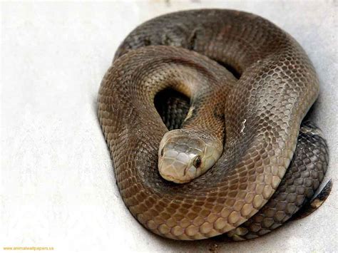 Black Mamba Snake - Amazing Black mamba Facts, Photos, Information ...