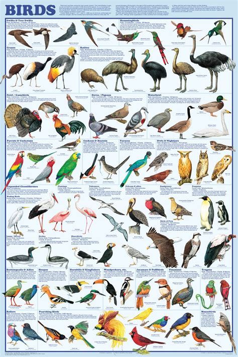 Bird Poster for the kids | Animaux drôles les plus mignons, Migration ...