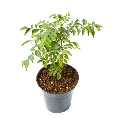 Curry Tree / Curry Leaves Plant Sale | Bagh Store Online Plant Nursery