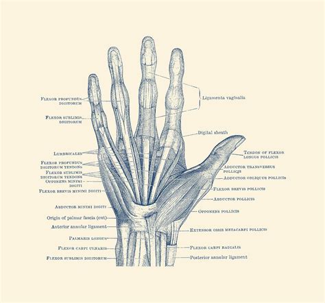 Hand Drawing Anatomy