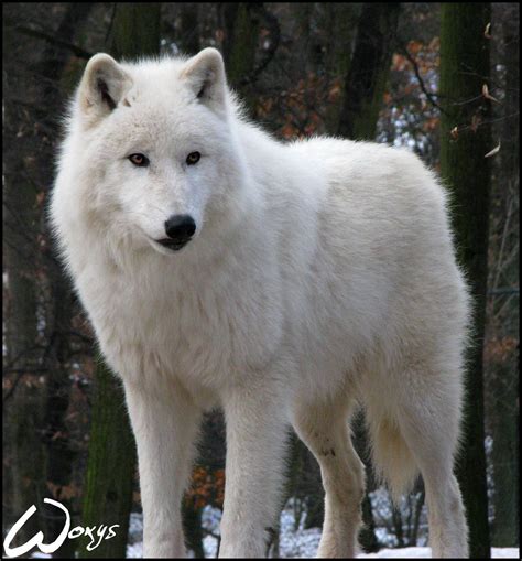 Arctic Wolf Wallpapers - Wallpaper Cave