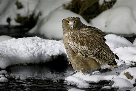 Blakiston's Fish Owl by Josh Jones - BirdGuides