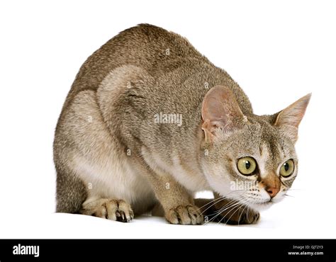 cats sing crouching Stock Photo - Alamy