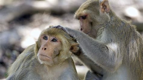 Record number of monkeys being used in U.S. research | Science | AAAS