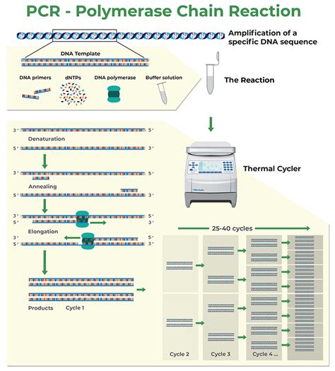 How to Design Primers | ZYMO RESEARCH – Zymo Research International