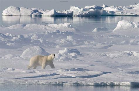 Two High Arctic polar bear populations larger than expected