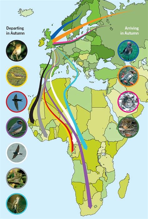 GardenBird | Bird migration map, Bird migration, Map