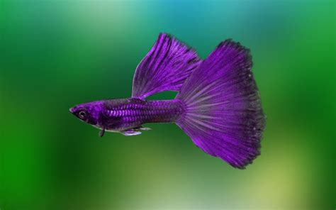 Purple Moscow Guppy Fish – Complete Guide