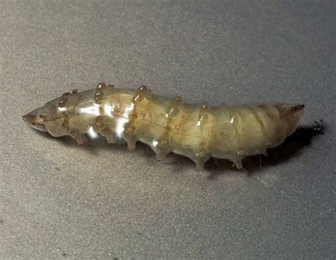 Horse Fly Larvae : r/BlindFrogRanch