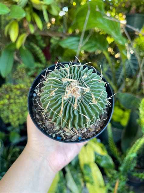 Rare Stenocactus Multicostatus Brain Cactus Succulent Live - Etsy