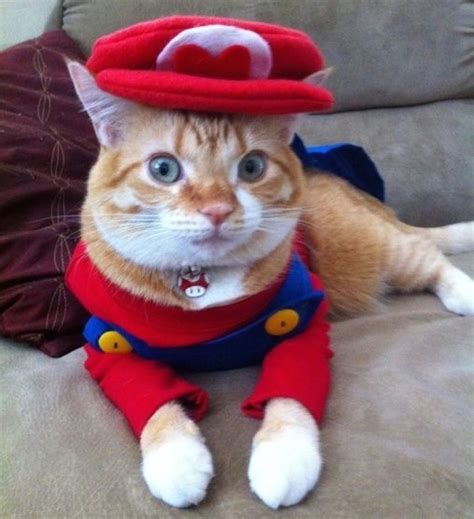 30 Cat Costumes That Are Too Cute | Pet halloween costumes, Super mario ...