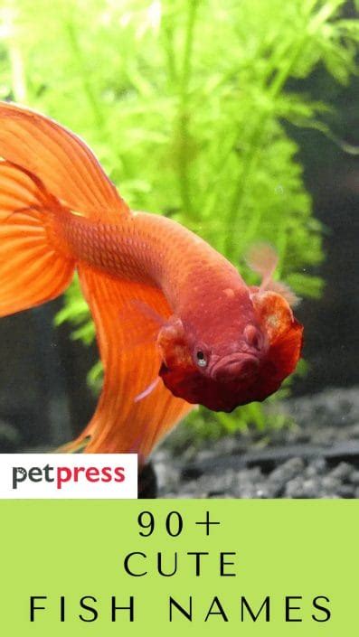 90+ Cute Fish Names - Cute Name Ideas For Your Pet Fish