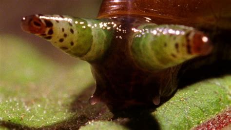 World's Deadliest - Zombie Snails | Zombie, Snail, Real zombies