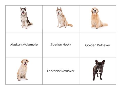 Dog Breed Matching Game – American Kennel Club