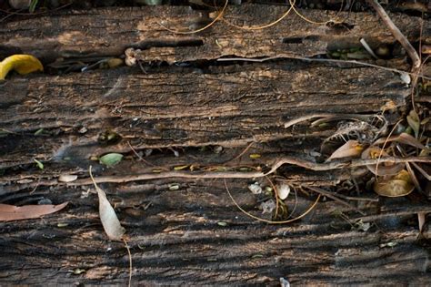 Background of rotting wood | Free backgrounds and textures | Cr103.com