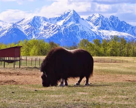 Heart Alaska: Musk Ox Farm