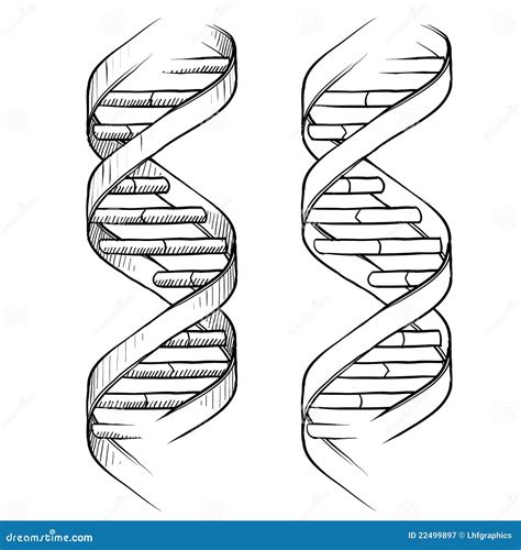 DNA Double helix drawing stock vector. Illustration of helix - 22499897