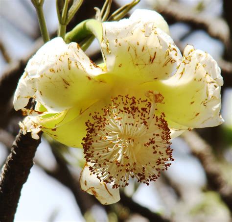 Adansonia Digitata or Baobab flower | Baobab | Indianature s | Flickr