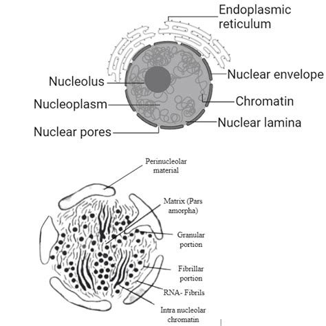 Nucleolus: Meaning, Structure and Functions