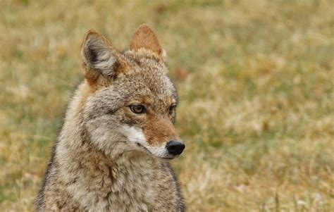 Free Images : young, coyote, wild, mammal, vertebrate, canidae ...