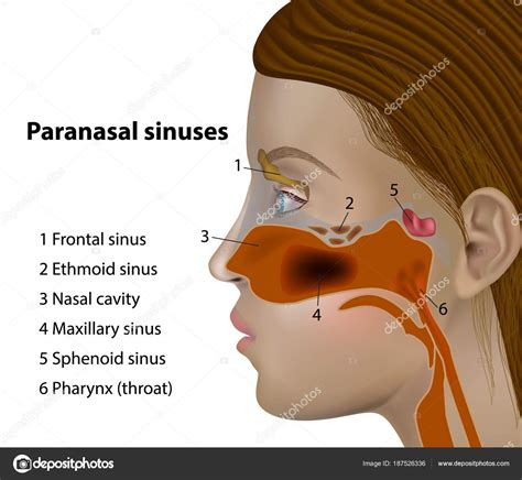 Sinuses Of The Face