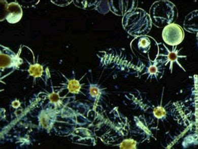 Phytoplankton and Cyanobacteria | Lake Champlain Ecosystem Assessment