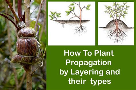 How To Plant Propagation by Layering and there types | Plants Infoamation