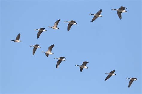 Canada Geese Flying In Formation Stock Photo - Download Image Now - iStock