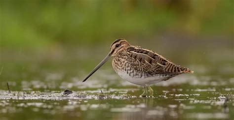 Is Snipe Hunting Real? - My Bird Garden