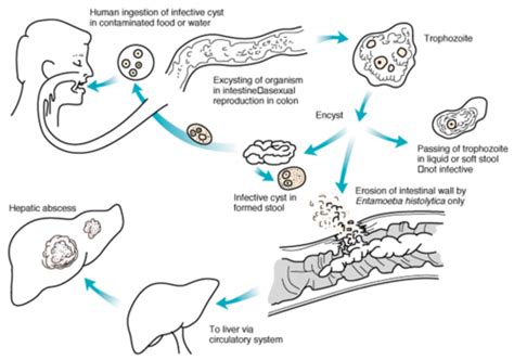 Iodamoeba Butschlii Life Cycle