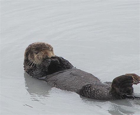 Sleeping sea otter | The sea otter spends all it's life in t… | Flickr