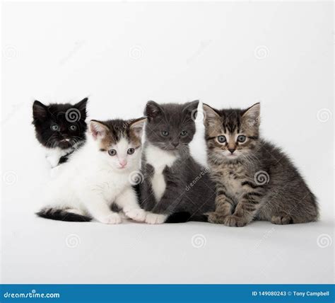 Four cute kittens on white stock image. Image of black - 149080243