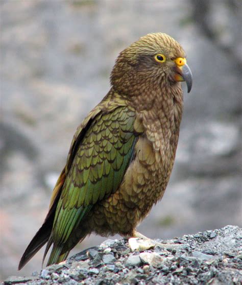 Kea: Researchers Shed Light on History of Famous New Zealand Parrot ...