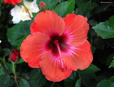 Free photo: Hibiscus Flower - Coloured, Flower, Hibiscus - Free ...