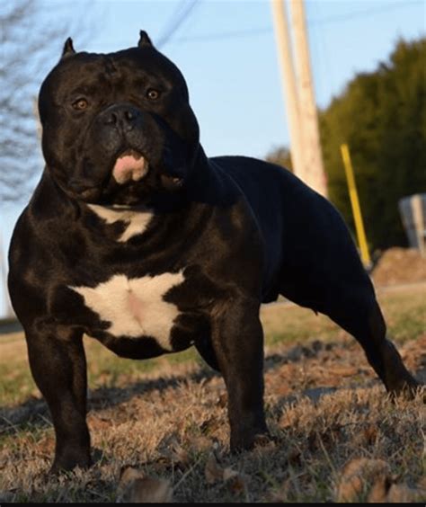 39 Droll American Bully Breeders Washington State Image 8K ...