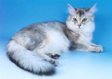 Somali Cat Blue, Ruddy, Red Breed Info, Personality, Grooming, Pictures