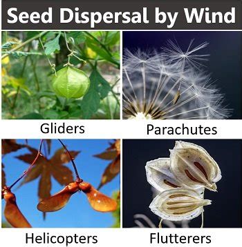 Seed Dispersal in Plants - Definition, Key Points, Methods & Importance ...