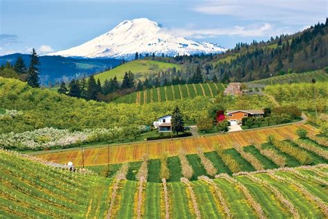 12 Best Hood River Wineries to Visit in Northern Oregon - Go Wander Wild