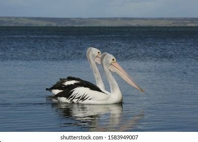 315 Australian Pelican Two Images, Stock Photos, 3D objects, & Vectors ...