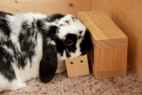 Make Your Own Logic Toys for Your Rabbit - My House Rabbit