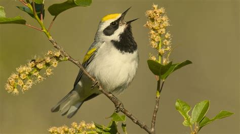 Free A Bird Singing, Download Free A Bird Singing png images, Free ...