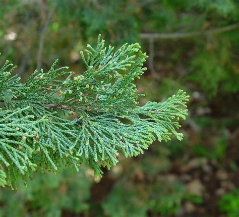 Family: Cupressaceae (cypress family): Go Botany