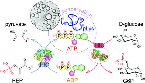 Schematic illustration of the enzymatic reaction network underlying ...