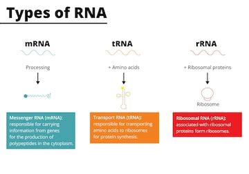 Premium Vector | Types of RNA messenger RNA mRNA transport RNA tRNA ...