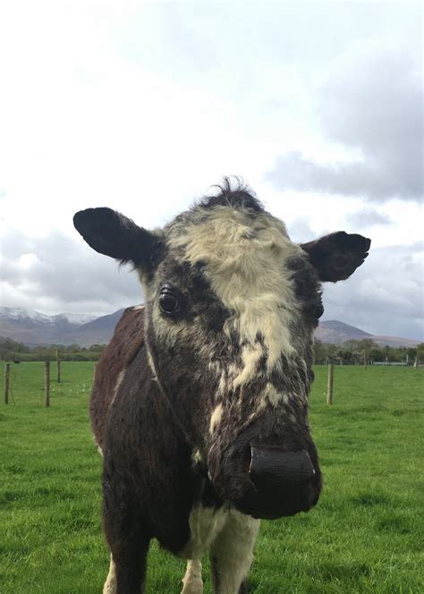 Big Bertha, Irelands' oldest cow & legend of Sneem in Kerry